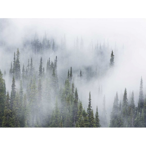 WA, Mount Rainier NP Landscape of fog in forest